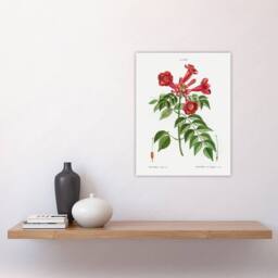 "Artery8 Trumpet Vine Flowers Redoute Vintage Wall Art Print Poster in White - Size: W18"" x H24""" - thumbnail 4