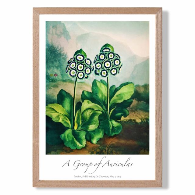 ARTZE Vintage Floral Exhibition - Auricula Flowers Framed Print SIZE: A3 with Oak Frame in Green - Size: A4 - image 1