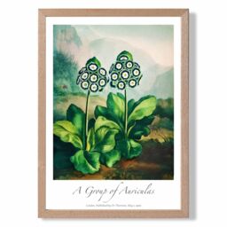 ARTZE Vintage Floral Exhibition - Auricula Flowers Framed Print SIZE: A3 with Oak Frame in Green - Size: A4