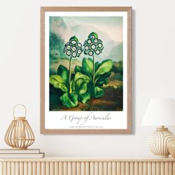 ARTZE Vintage Floral Exhibition - Auricula Flowers Framed Print SIZE: A3 with Oak Frame in Green - Size: A4 - thumbnail 2