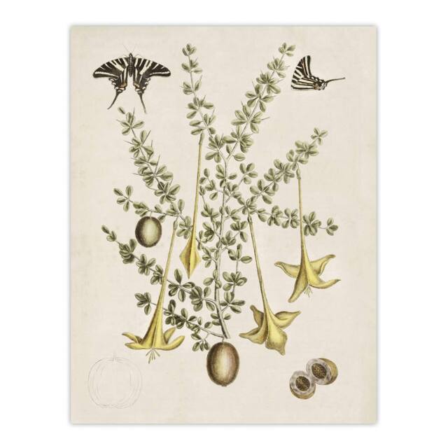 "Artery8 Frutex Spinofus Flowers & Butterflies Catesby Wall Art Poster Print in Beige - Size: W18"" x H24""" - image 1