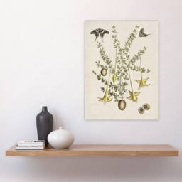 "Artery8 Frutex Spinofus Flowers & Butterflies Catesby Wall Art Poster Print in Beige - Size: W18"" x H24""" - thumbnail 4