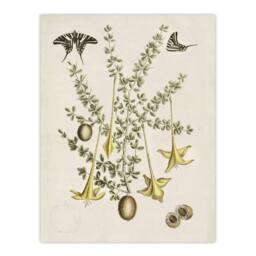 "Artery8 Frutex Spinofus Flowers & Butterflies Catesby Wall Art Poster Print in Beige - Size: W18"" x H24""" - thumbnail 1