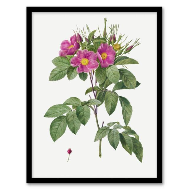 Artery8 Carolina Rose Illustration Redoute Vintage Framed Wall Art Print in White - Size: A4 - image 1