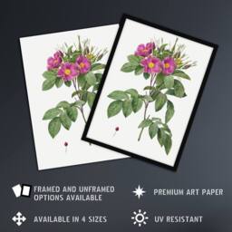 Artery8 Carolina Rose Illustration Redoute Vintage Framed Wall Art Print in White - Size: A4 - thumbnail 2