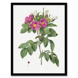 Artery8 Carolina Rose Illustration Redoute Vintage Framed Wall Art Print in White - Size: A4 - thumbnail 1