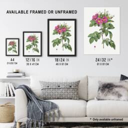 Artery8 Carolina Rose Illustration Redoute Vintage Framed Wall Art Print in White - Size: A4 - thumbnail 3