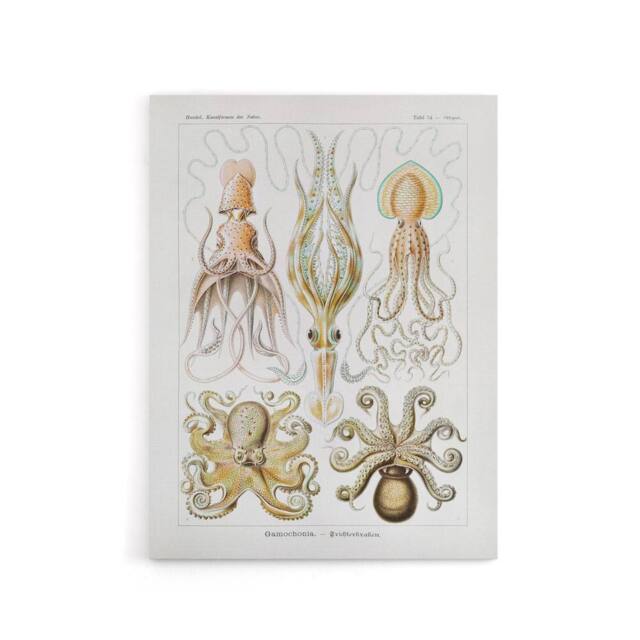 "Artery8 Squid & Octopus Vintage s Haeckel Botanical Canvas Wall Art in White - Size: W18"" x H24""" - image 1