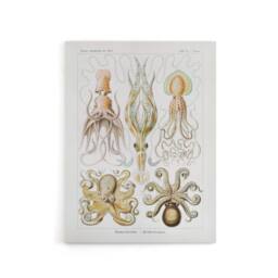 "Artery8 Squid & Octopus Vintage s Haeckel Botanical Canvas Wall Art in White - Size: W18"" x H24""" - thumbnail 1