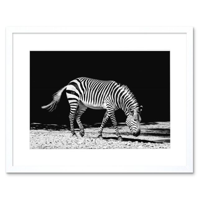 "Artery8 Wall Art Print Lone Zebra BW Framed in White - Size: W7"" x H9""" - image 1