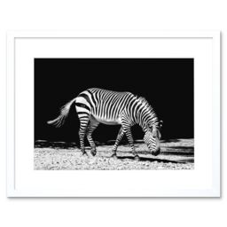 "Artery8 Wall Art Print Lone Zebra BW Framed in White - Size: W7"" x H9""" - thumbnail 1