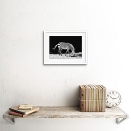 "Artery8 Wall Art Print Lone Zebra BW Framed in White - Size: W7"" x H9""" - thumbnail 2