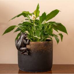 Jardinopia Frog Plant Pot Hanger - L10.5 x W11 x H5 cm in Bronze - thumbnail 3