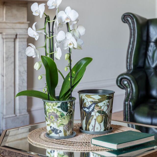 Royal Botanic Gardens Kew Kew Botanical Retreat Planter With Saucer 16Cm - Detachable Saucer - Light Weight - 2 Other Designs Available in Green - image 1