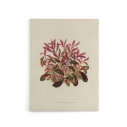 "Artery8 Vintage Botanical Dwarf Copperleaf Fawcett Canvas Wall Art in Beige - Size: W18"" x H24""" - thumbnail 1