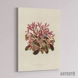 "Artery8 Vintage Botanical Dwarf Copperleaf Fawcett Canvas Wall Art in Beige - Size: W18"" x H24""" - thumbnail 2