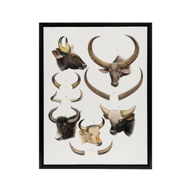 "Artery8 Bovine Animal Horns Vintage Illustration Lydekker Framed Canvas Art in White - Size: W24"" x H32""" - image 1