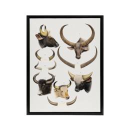 "Artery8 Bovine Animal Horns Vintage Illustration Lydekker Framed Canvas Art in White - Size: W24"" x H32""" - thumbnail 1