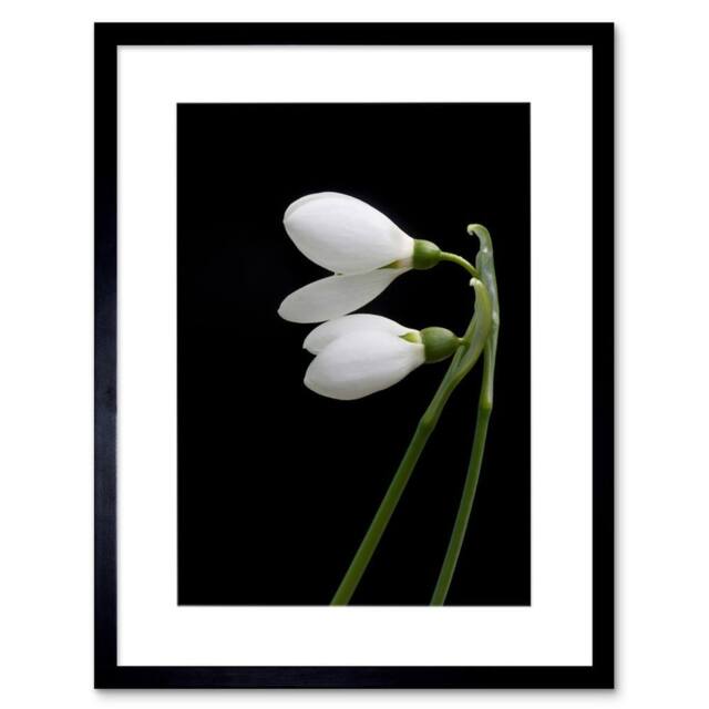"Artery8 Snowdrops Spring Flowers Bloom White Black 12x16"" Framed Art Print - Size: W12"" x H16""" - image 1