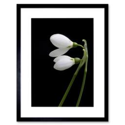 "Artery8 Snowdrops Spring Flowers Bloom White Black 12x16"" Framed Art Print - Size: W12"" x H16""" - thumbnail 1