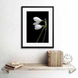 "Artery8 Snowdrops Spring Flowers Bloom White Black 12x16"" Framed Art Print - Size: W12"" x H16""" - thumbnail 2