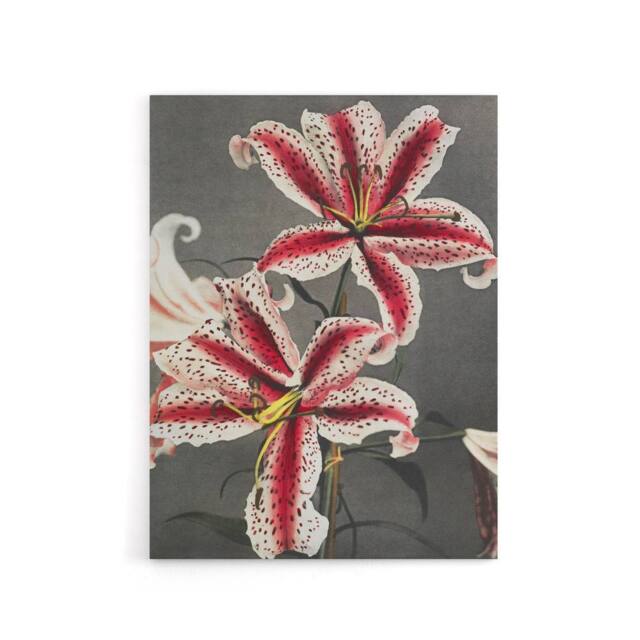 "Artery8 Pink Spotted Lily Flower Blooms Canvas Wall Art Print Kazumasa - Size: W18"" x H24""" - image 1