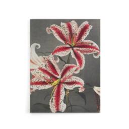 "Artery8 Pink Spotted Lily Flower Blooms Canvas Wall Art Print Kazumasa - Size: W18"" x H24""" - thumbnail 1