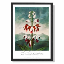 ARTZE Vintage Floral Exhibition - The China Limodoron Framed Print SIZE: A4 with Black Frame in Red