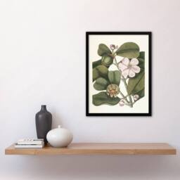 "Artery8 Balsam Tree Flower Vintage Botanical Catesby Framed Wall Art Print in Green - Size: W12"" x H16""" - thumbnail 4