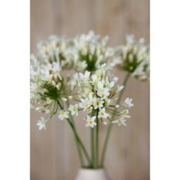 Lemon Pavilion Furniture and Decor Agapanthus Spray (Single Stem Flower) - L15 x W15 x H75 cm - Cream - thumbnail 5