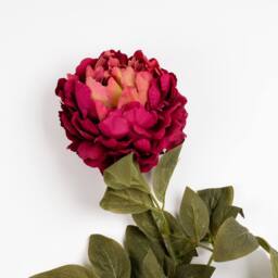 Scottish Everlastings Ltd 73cm Fuchsia Peony Stem 3PK in Pink - thumbnail 3