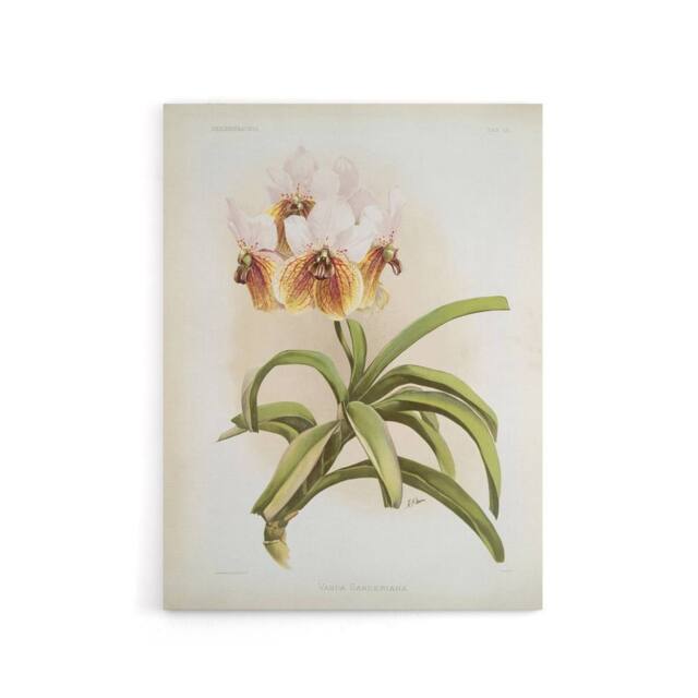 "Artery8 Frederick Sander Vanda Sanderiana Orchid Flowers Canvas Wall Art Print - Size: W12"" x H16""" - image 1
