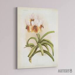 "Artery8 Frederick Sander Vanda Sanderiana Orchid Flowers Canvas Wall Art Print - Size: W12"" x H16""" - thumbnail 2