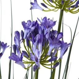 Lemon Pavilion Furniture and Decor Large Agapanthus Plant in Pot - Plastic - Height 120 cm - Blue - thumbnail 2