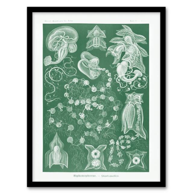 "Artery8 Siphonophorae Vintage Marine Haeckel Botanical Framed Wall Art Print in Green - Size: W12"" x H16""" - image 1