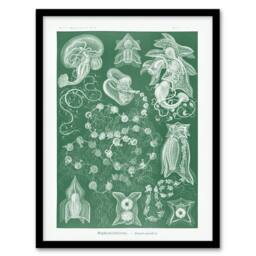 "Artery8 Siphonophorae Vintage Marine Haeckel Botanical Framed Wall Art Print in Green - Size: W12"" x H16""" - thumbnail 1