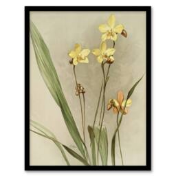 Artery8 F Sander Spathoglottis Kimballiana Orchid Flowers Framed Art Print - Size: A4 - thumbnail 1