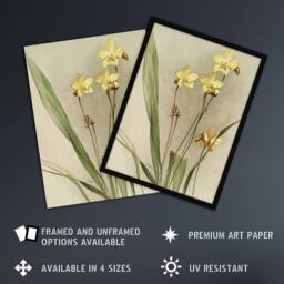 Artery8 F Sander Spathoglottis Kimballiana Orchid Flowers Framed Art Print - Size: A4 - thumbnail 2