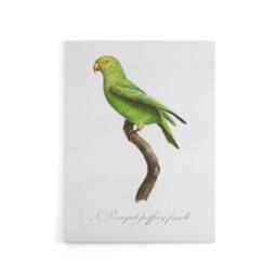 "Artery8 The Red Cheeked Parakeet Francois Levaillant Canvas Wall Art Print in White - Size: W12"" x H16""" - thumbnail 1