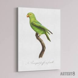 "Artery8 The Red Cheeked Parakeet Francois Levaillant Canvas Wall Art Print in White - Size: W12"" x H16""" - thumbnail 2