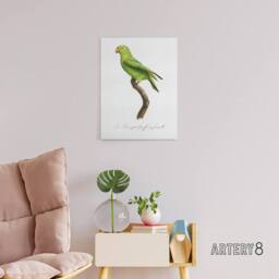 "Artery8 The Red Cheeked Parakeet Francois Levaillant Canvas Wall Art Print in White - Size: W12"" x H16""" - thumbnail 3