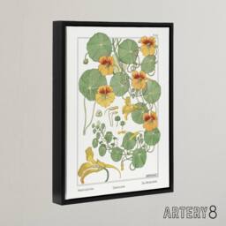 "Artery8 Nasturtium Flower Framed Canvas Wall Art Print Vintage Floral Verneuil in White - Size: W12"" x H16""" - thumbnail 2