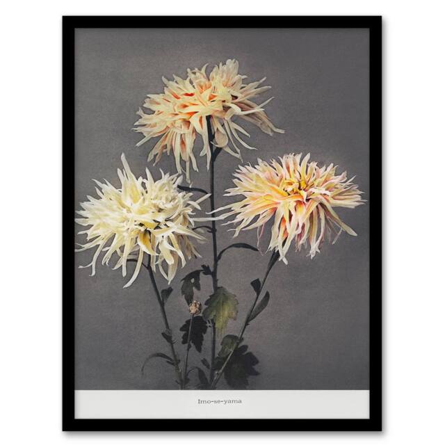 Artery8 Ogawa Kazumasa Framed Wall Art Print Chrysanthemums Vintage Floral in Yellow - Size: A4 - image 1