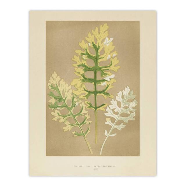 "Artery8 Vintage Botanical Dusty Miller Leaves Fawcett Wall Art Poster Print in Beige - Size: W24"" x H32""" - image 1