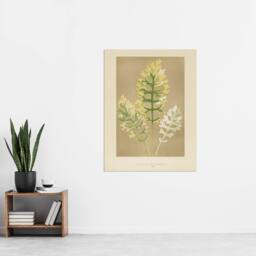 "Artery8 Vintage Botanical Dusty Miller Leaves Fawcett Wall Art Poster Print in Beige - Size: W24"" x H32""" - thumbnail 4