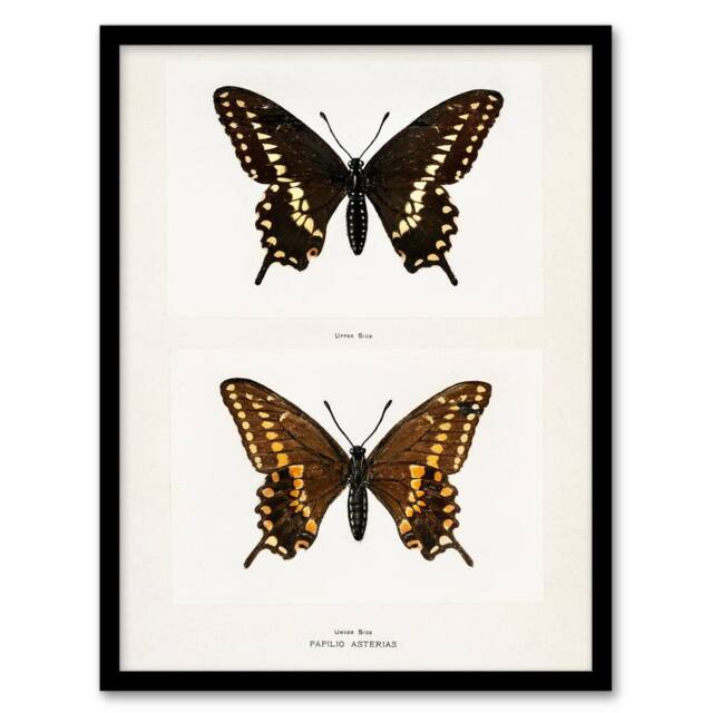 Artery8 Sherman Denton Framed Wall Art Print Black Swallowtail Butterfly in White - Size: A4 - image 1