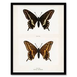 Artery8 Sherman Denton Framed Wall Art Print Black Swallowtail Butterfly in White - Size: A4 - thumbnail 1