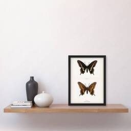 Artery8 Sherman Denton Framed Wall Art Print Black Swallowtail Butterfly in White - Size: A4 - thumbnail 2