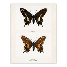 Artery8 Sherman Denton Framed Wall Art Print Black Swallowtail Butterfly in White - Size: A4 - thumbnail 3