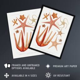 "Artery8 Starfish Biodiversity Illustration Albert I Framed Wall Art Print in White - Size: W12"" x H16""" - thumbnail 2